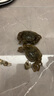 【活蟹】漁家?guī)煾荡箝l蟹全母2-2.3兩10只 去繩足重鮮活現(xiàn)貨螃蟹生鮮水產(chǎn)海鮮禮盒 曬單實拍圖