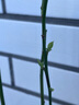 有道詞典筆A7Pro英語(yǔ)點(diǎn)讀筆小學(xué)初中高中同步全科掃描學(xué)習(xí)筆神器電子詞典翻譯筆單詞筆點(diǎn)讀機(jī)學(xué)習(xí)機(jī) 曬單實(shí)拍圖