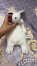 澳貝（auby）嬰幼兒玩具小兔安撫巾寶寶哄睡神器阿貝貝新生兒毛絨手偶滿(mǎn)月禮物 曬單實(shí)拍圖