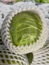 蔬菜新鮮綠甘藍(lán)云南產(chǎn)地現(xiàn)采現(xiàn)發(fā)包心菜圓白菜沙拉菜農(nóng)家自種包郵 云南新鮮綠甘藍(lán)5斤凈重 曬單實(shí)拍圖