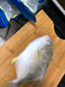 翔泰 海南金鯧魚凈重900g 2條裝  魚類生鮮 燒烤 火鍋食材 海鮮水產(chǎn) 曬單實拍圖
