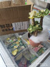 OEMG金錢(qián)木盆栽招財植物多肉老樁室內客廳辦公室桌面四季好養綠植花卉 玉錦金錢(qián)木3-5枝頭+（原廠(chǎng)塑料盆） 招財植物 15天包活 曬單實(shí)拍圖