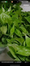 雙盟 綠蘿盆栽除甲醛花卉綠植辦公室新房?jì)艋諝?10款10盆裝源頭直發(fā) 曬單實(shí)拍圖
