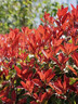紅葉石楠樹苗 火焰紅 籬笆苗圍墻綠籬植物庭院園林綠化苗四季常青 50棵地栽苗；高30-40厘米(保濕發(fā)貨) 40cm(含)-50cm(不含) 曬單實(shí)拍圖