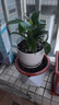 【吸甲醛植物】大葉金鉆盆栽室內綠植辦公室客廳四季常青水培好養 原盆原土一盆 一盆三顆【下單就送顆粒肥】 曬單實(shí)拍圖