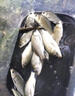 阿盧魚漂高靈敏輕口高靈敏野釣鯽魚浮漂加粗醒目抗風(fēng)浪走水鯉魚漂 1.2.3.4號(hào)(4支裝加粗尾漂盒 (阿盧老虎系列高靈敏魚漂 曬單實(shí)拍圖