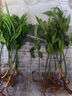 驅(qū)蚊竹柏水培植物大棵室內(nèi)水養(yǎng)綠植花卉盆栽辦公室桌面驅(qū)蚊草好養(yǎng) 精選竹柏10棵+透明鉆石瓶+肥+石 曬單實拍圖