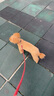 寶路狗糧全犬種通用全價(jià)糧成犬狗糧中小型犬牛肉味7.5kg【原料透明】 曬單實(shí)拍圖