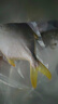 翔泰海南深海金鯧魚(yú)700g 2條 火鍋 生鮮魚(yú)類(lèi) BAP認證 海鮮水產(chǎn) 中秋 曬單實(shí)拍圖
