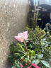 月季花苗四季開(kāi)花大花濃香型灌木月季苗庭院陽(yáng)臺盆栽地栽玫瑰花苗 護身符【微月小花，多季節開(kāi)花】 扦插小苗15-25cm高 1棵 曬單實(shí)拍圖