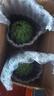 現(xiàn)摘現(xiàn)發(fā)2k西瓜當季手剝薄皮小糖丸西瓜新鮮水果冰糖子小西瓜 4-5斤（1-2個） 曬單實拍圖