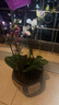 愛(ài)你一萬(wàn)年蝴蝶蘭花苗帶花劍帶花苞盆栽蘭花大苗客廳室內植物花卉四季好養活 【帶花發(fā)貨】雪域蝴蝶蘭 贈送：支架+夾子 曬單實(shí)拍圖