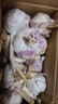 紫白皮蒜即食水果大蒜今年新鮮干蒜生鮮調料蒜瓣 大蒜帶箱 2斤 單果3.5-4.5cm 曬單實(shí)拍圖