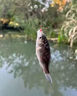 華畜水產(chǎn)養殖專(zhuān)用藥魚(yú)塘魚(yú)爛身爛尾炸鱗白點(diǎn)病消毒殺菌水霉病專(zhuān)用魚(yú)藥 100%特效單瓶裝【一瓶可用五畝】 曬單實(shí)拍圖
