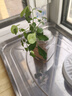特價(jià)懶人水培綠植九里香綠蘿文竹室內易養凈化空氣花卉盆栽 九里香5顆【不含盆】土培水培皆可10-15cm 曬單實(shí)拍圖