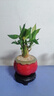 幼薇富貴竹室內(nèi)植物節(jié)節(jié)高桌面綠植帶根好養(yǎng)步步高花卉文昌竹客廳盆栽 富貴竹叢林+橘黃南瓜陶瓷盆+圓形底盤 帶盆栽好 曬單實(shí)拍圖
