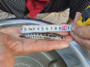 黑魚(yú)苗淡水養殖食用生魚(yú)苗特大好養耐活兇猛冷水觀(guān)賞魚(yú)烏鱧小財魚(yú)苗烏魚(yú)苗批發(fā) 優(yōu)質(zhì)黑魚(yú)苗 8條13-16厘米(加1條防損) 曬單實(shí)拍圖