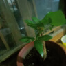 ?【包活】發(fā)財(cái)樹盆栽鮮花綠植物辦公室內(nèi)吸甲醛綠蘿文竹水培易養(yǎng) 【粗2-3cm】單桿發(fā)財(cái)樹【原盆】 曬單實(shí)拍圖