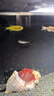 紅綠燈小型熱帶觀(guān)賞魚(yú)寶蓮燈燈科魚(yú)孔雀魚(yú)斑馬魚(yú)淡水群游好養耐活 1.5-2cm 紅綠燈10條送5條備損 曬單實(shí)拍圖