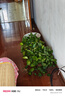飛利浦（PHILIPS）LR626紐扣電池10粒LR66/177/376/377/ag4適用石英手表天梭浪琴手表電池sr626sw 曬單實(shí)拍圖