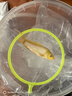 中國紅冷水淡水觀(guān)賞魚(yú)錦鯉魚(yú)活魚(yú)金魚(yú)小型好養紅鯉魚(yú)純種小錦鯉 6-8CM黑白黃紅【龍鳳】各一條 曬單實(shí)拍圖