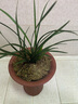 劉閣蘭花蘭花苗春蘭老八種 小打梅 冬帶花苞出售 辦公室綠植花卉盆栽 4苗連體裸根 曬單實(shí)拍圖