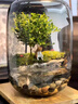 生命之樹(shù)苔蘚微景觀(guān)生態(tài)瓶創(chuàng  )意面造景盆景綠植盆栽節日生日禮物 鳴竹神居微景觀(guān)（煙灰款）+植物 曬單實(shí)拍圖
