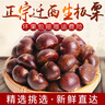 京覓河北遷西生新鮮板栗3斤大粒(一元硬幣大小)生栗子源頭直發(fā) 包郵 曬單實(shí)拍圖