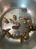鮮馳生蠔山東日照特大金蠔干曬蠔干海蠣干牡蠣干蠔豉干海鮮干貨生蠔肉 大號蠔干500克凈重約220-240/個 曬單實拍圖