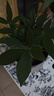 發(fā)財樹(shù)盆栽大植物室內辦公室桌面客廳小盆景招財樹(shù)苗綠植花卉盆栽 三桿發(fā)財樹(shù) 5-8cm【四方塑膠盆】 【送肥料】 曬單實(shí)拍圖