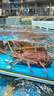 牛肋條4斤散養(yǎng)黃牛肉原切去骨牛肋條牛排肉牛腩肉新鮮清真 原切牛肋條肉10斤 曬單實(shí)拍圖