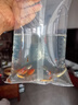 小型觀賞魚孔雀魚米奇魚斑馬魚白云金絲金苔鼠魚小型熱帶魚活體魚 孔雀米奇各3條+斑馬6條送魚食 曬單實拍圖