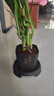 特價(jià)富貴荷花竹盆栽植物室內(nèi)凈化空氣綠植辦公室桌面四季好養(yǎng)盆栽 荷花竹+節(jié)節(jié)高升盆+圓底座【1盆】 盆口直徑約8cm 曬單實(shí)拍圖