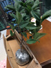 開時(shí)果 四季桂花盆栽樹苗濃香型 新中式盆景辦公室內(nèi)綠植物源頭直發(fā)包郵 精品四季桂+原土發(fā)貨（不含盆） 【整高約40-50cm左右】 曬單實(shí)拍圖