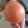 京喜加買菜新鮮黃洋蔥水果蔬菜調(diào)料洋蔥 【嘗鮮】 500g 含箱 曬單實(shí)拍圖