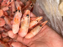 云儲生活格陵蘭腹籽北極甜蝦90/130規格凈重3斤北極熊刺身大號冰蝦元寶蝦 曬單實(shí)拍圖