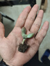 急兔多肉植物套裝多肉植物綠植盆栽5個(gè)肉5個(gè)塑料石丸盆土源頭直發(fā) 曬單實(shí)拍圖