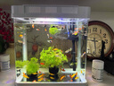 寵街坊魚(yú)缸過(guò)濾器三合一增氧泵客廳桌面超白玻璃免換水送禮生態(tài)魚(yú)缸320 曬單實(shí)拍圖