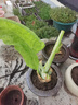 植果緣象耳芋大野芋大型綠植客廳陽(yáng)臺(tái)大葉盆栽庭院超大葉植物現(xiàn)挖 直徑5公分三顆 曬單實(shí)拍圖