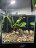 瘋狂水草魚(yú)缸造景石頭鵝卵石裝飾溪流石千層松皮石青龍石假山烏龜曬臺擺件 千層石 約2斤 （5-8cm） 曬單實(shí)拍圖