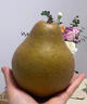 式果禮四川蒼溪大雪梨 廣元特產(chǎn)黃金梨稱坨梨施家梨黃皮梨麻皮新鮮水果 8斤 精選大果【6枚裝】 曬單實拍圖