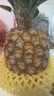 國產(chǎn)黑鉆鳳梨云南牛奶鳳梨新鮮水果手撕鳳梨非菠蘿 1粒裝 單果500-650g 曬單實(shí)拍圖