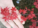鼎曳日本紅楓紅舞姬盆栽老樁盆景黃金楓四季樹苗紅楓樹苗室內(nèi)外植物 日本紅楓【2公分粗】 原土發(fā)貨 曬單實(shí)拍圖