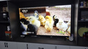 東芝電視75Z500QF 75英寸 Mini LED控光 144Hz 3+128GB 火箭炮音響 4K超清 以舊換新家電國家補貼 曬單實(shí)拍圖