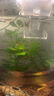 魚飼料魚食小顆?？兹隔~斑馬小金魚斗魚熱帶魚上浮小型魚專用魚糧 0.3mm增體増艷上浮魚糧丨適合2-4厘米魚體 20克/袋丨不夠吃 上浮顆粒丨不渾水丨不噴油丨增體丨増艷 曬單實拍圖