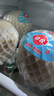 佳農(nóng) 泰國進(jìn)口椰青9粒裝 單果900g+ 贈開椰器吸管 生鮮水果 源頭直發(fā) 曬單實拍圖