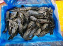 1號會(huì )員店 泰國活凍黑虎蝦 斑節對蝦 海鮮水產(chǎn) 凈重2斤（31-40只） 曬單實(shí)拍圖