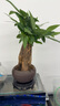 京云夢 發(fā)財樹盆栽送禮室內(nèi)綠植小盆景花卉三桿發(fā)財樹+舍得盆源頭直發(fā) 曬單實拍圖
