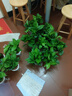 雙盟 綠蘿盆栽除甲醛花卉綠植辦公室新房凈化空氣110款10盆裝源頭直發(fā) 曬單實拍圖