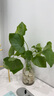 意軒春羽盆栽室內花卉水養水生綠植好養辦公室觀(guān)葉植物 春羽3株 不含盆 曬單實(shí)拍圖
